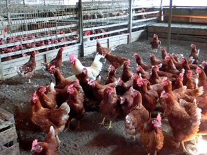 高橋養鶏場の様子