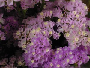 そすいの郷　花