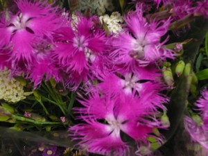 そすいの郷　花