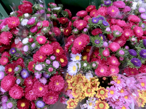 そすいの郷　花