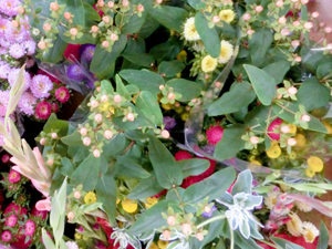 そすいの郷　花